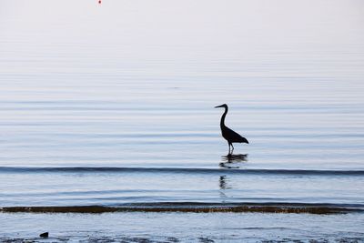 Bird in ocean 