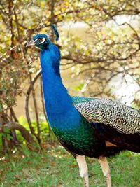 Close up of peacock