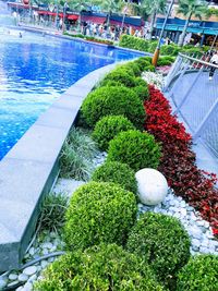 High angle view of plants by swimming pool