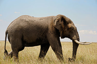 Side view of elephant on field against sky