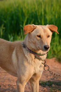 Amazing portrait of young dog during sunset. this is a very loving and wonderful family pet.