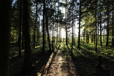 Trees growing in forest