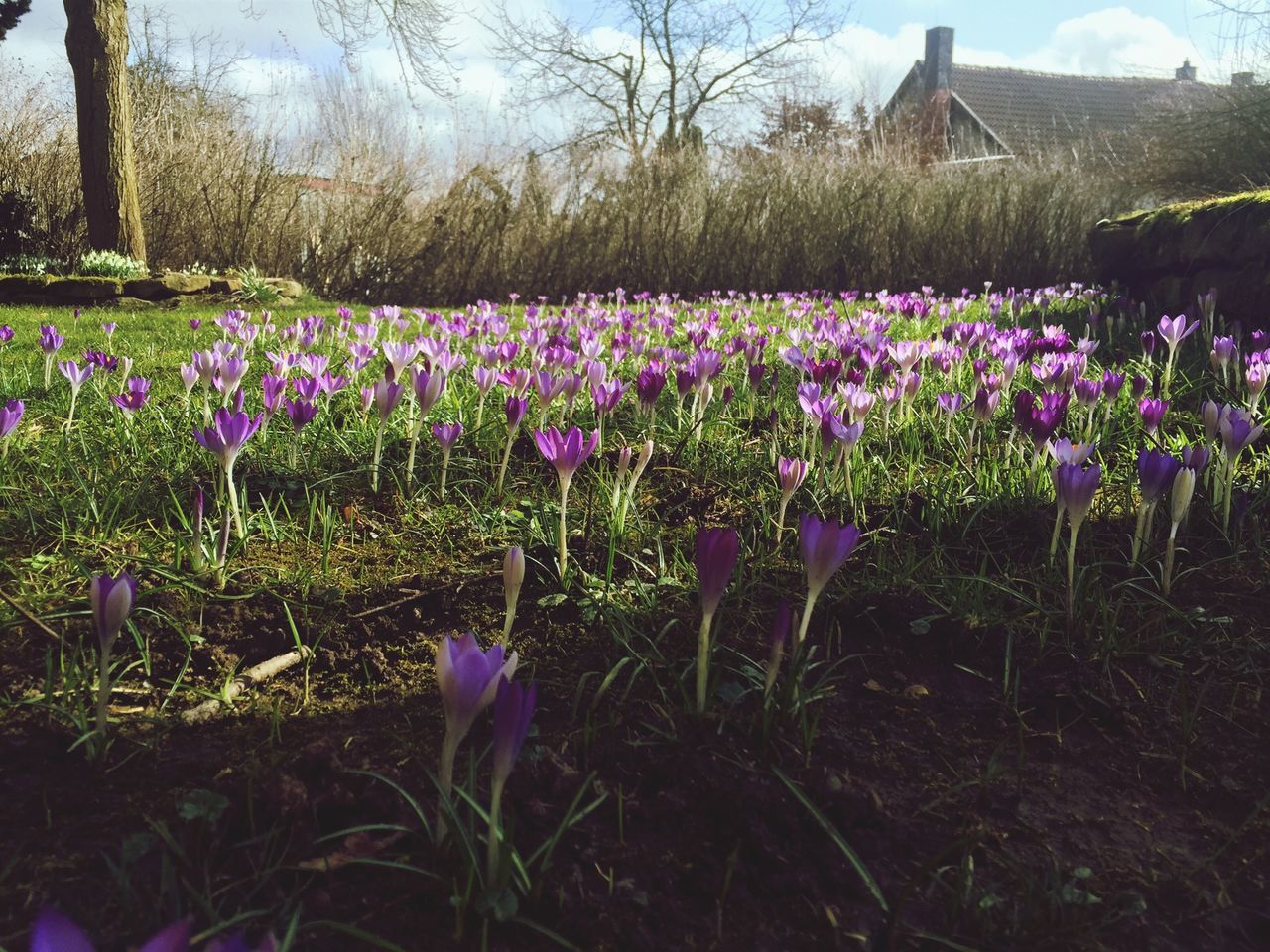 flower, growth, freshness, field, purple, beauty in nature, fragility, nature, plant, blooming, landscape, tranquility, tranquil scene, in bloom, petal, grass, sky, blossom, day, sunlight