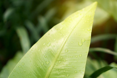 Closeup photo, fresh green leaf with dew drops of bird's nest fern called crow's nest fern