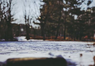 Surface level of frozen trees in forest during winter