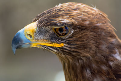 Close-up of golden eagle