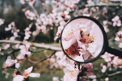 Close-up of cherry blossom tree