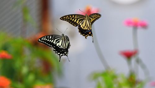 Close-up of butterfly pollinating on flower