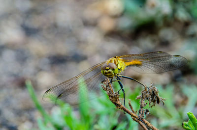 Close-up of dragonfly on plant