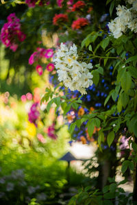 Close-up of flowers blooming outdoors