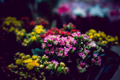 Close-up of pink flowers blooming outdoors