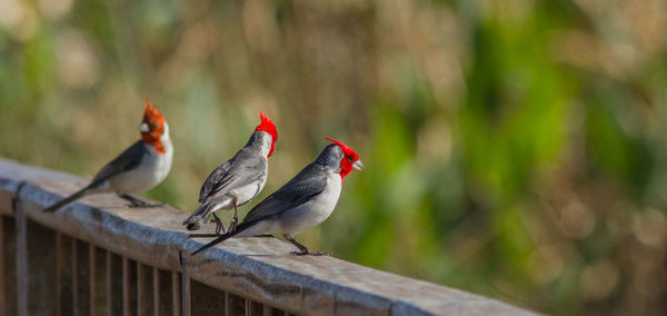 Birds perching on railing