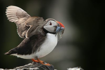 Close-up of bird perching outdoors