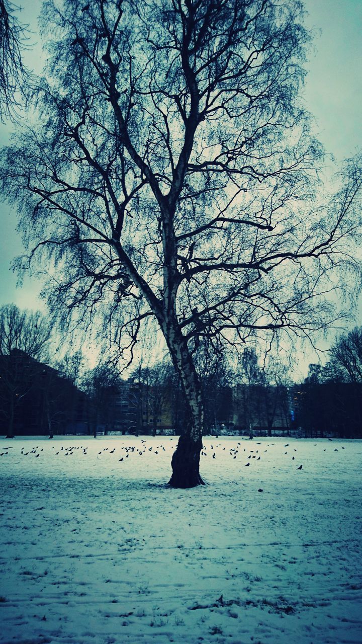 BARE TREE BY SNOW AGAINST SKY