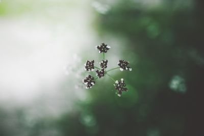 Close-up of flowers