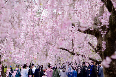 View of pink cherry blossom tree
