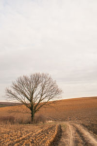 View of bare tree on field against the sky