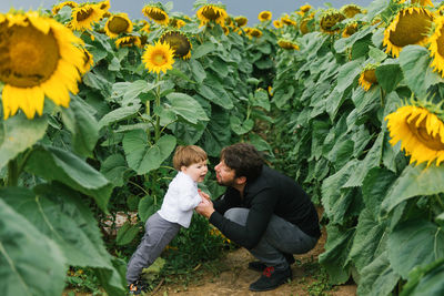 Father and child son are walking in the summer in a field with sunflowers