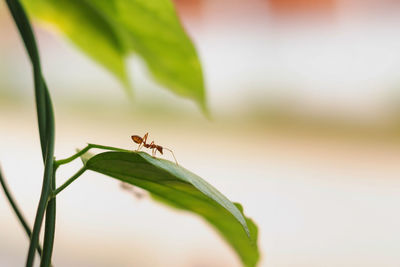 Close-up of insect