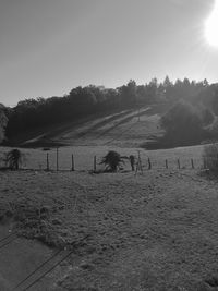 Scenic view of field against clear sky