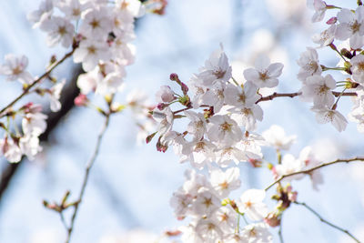 Close-up of white cherry blossom tree