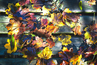 Close-up of yellow maple leaves