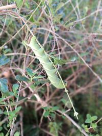 Close-up of insect on plant