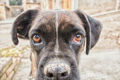 Portrait of black dog