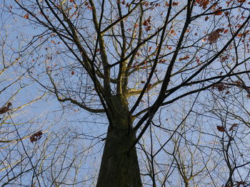 Low angle view of tree against sky