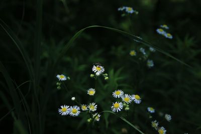 Close-up of yellow flower