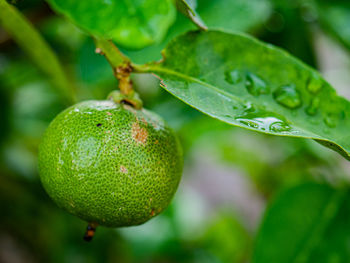 Photos of white flower on lemon tree.