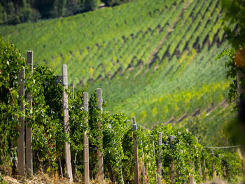 Vineyard against sky