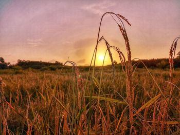 Plants growing on field against sky during sunset