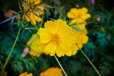 Close-up of yellow flower