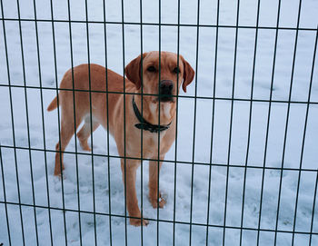 Beautiful dog at winter