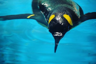 Close-up of penguin swimming