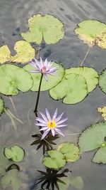 High angle view of lotus water lily in lake