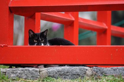 Close-up portrait of black cat seen through red railing