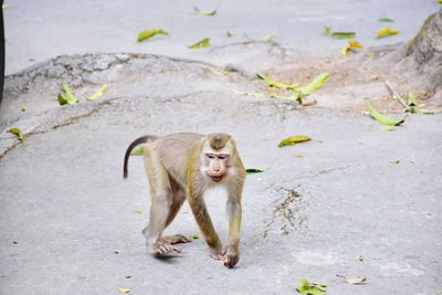 Monkey on footpath