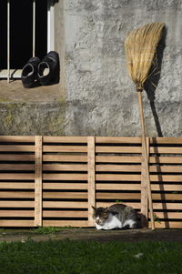 Cat relaxing outdoors