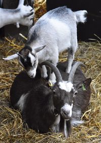Sheep