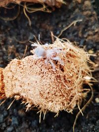 Close up of palm tree