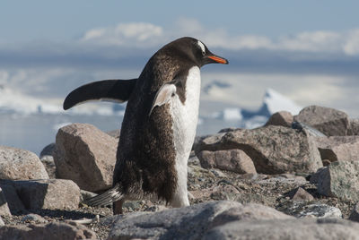 Penguin on rock