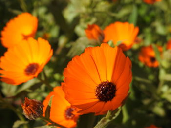 Close-up of orange flowers blooming outdoors