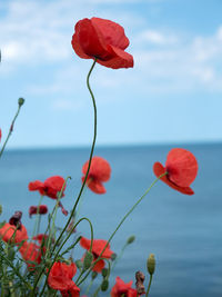 Close-up of red poppy flowers against sea