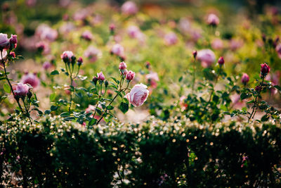 Close-up of roses growing