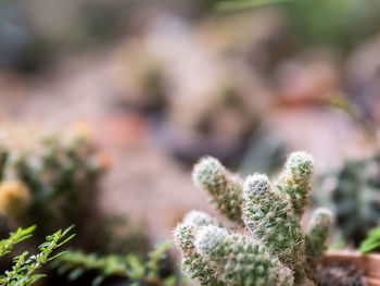 Close-up of succulent plant growing on field