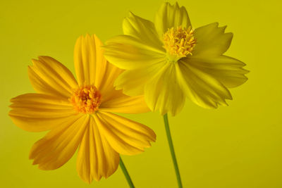 Close-up of yellow flowering plant