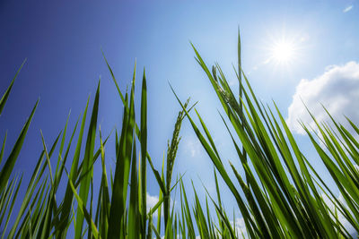 Low angle view of stalks against blue sky