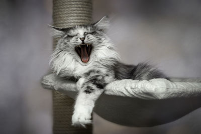 Close-up of a cat yawning